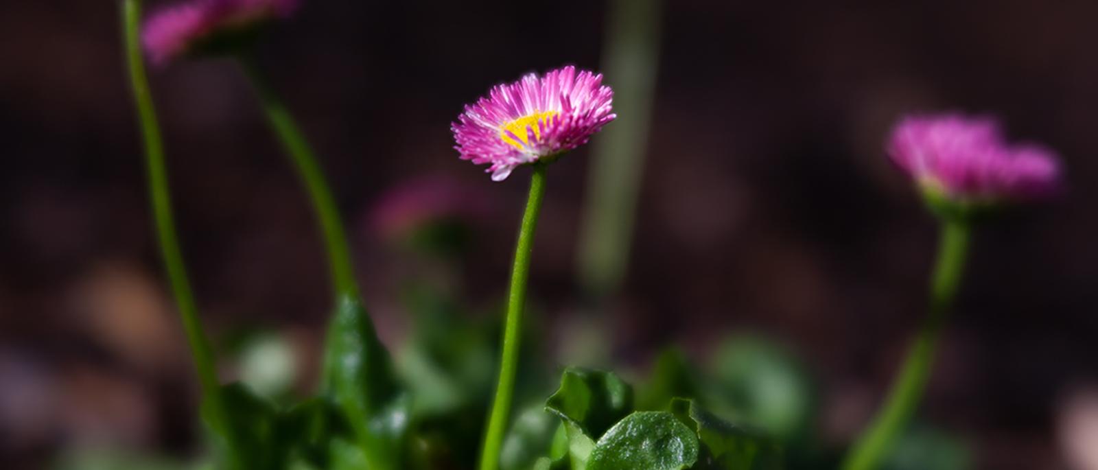 Bellis perennis